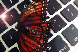 ADGI-social-media-butterfly