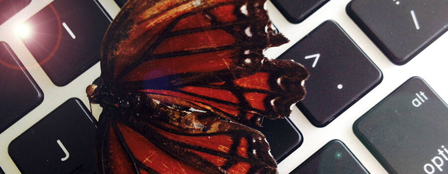 ADGI-social-media-butterfly